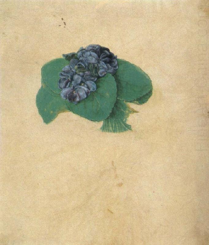 A Nosegay of Violets, Albrecht Durer